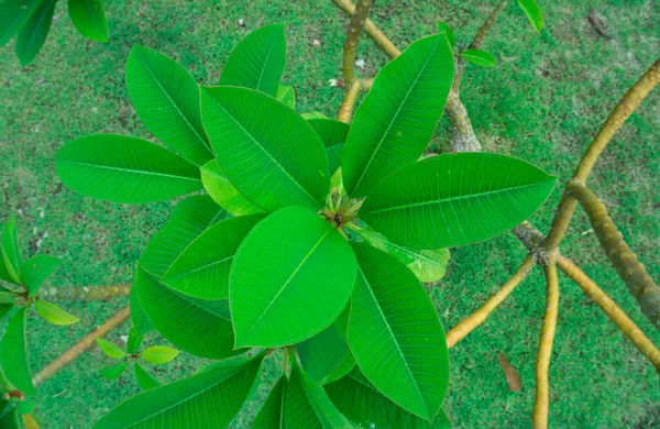 Креативный Макет Зеленых Листьев Плоский Лежал Природа — стоковое фото