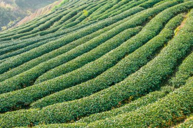 Yeşil çay plantasyon Dağı'nda