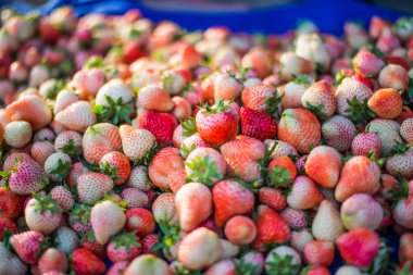 Çilek Blueberry sahasında ambalaj hasat.