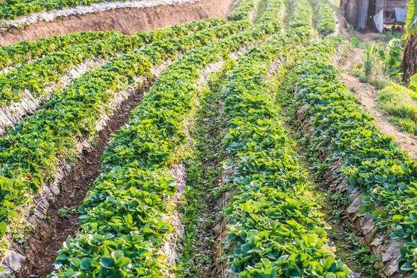 Pertanian Strawberry Blueberry di lapangan di gunung — Stok Foto