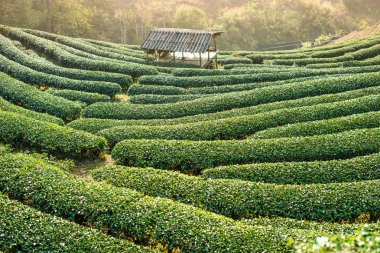 Yeşil çay plantasyon Dağı'nda