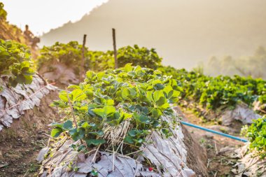 Tay tarım çilek Çilek alanındaki