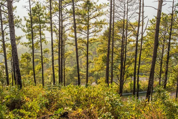 Tall träd Doi Ang Khang — Stockfoto