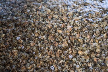 Benekli babylon kabuklu deniz ürünleri Üstten Görünüm