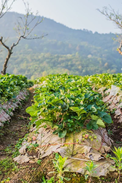 Thailändischer Erdbeeranbau auf dem Feld — Stockfoto