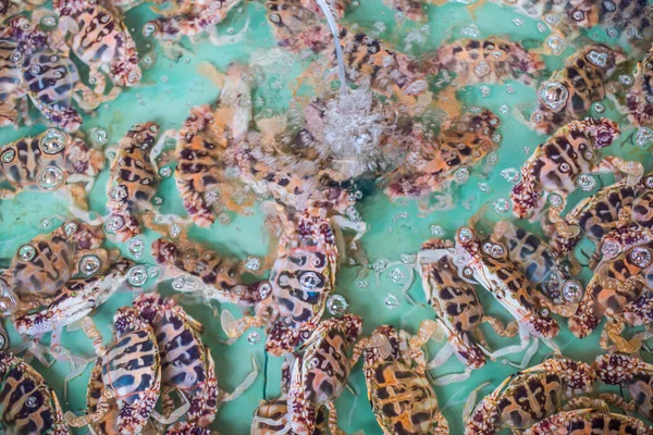 Mariscos crudos de cangrejo —  Fotos de Stock