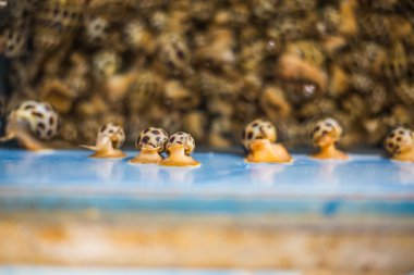 Benekli babylon kabuklu deniz ürünleri Üstten Görünüm