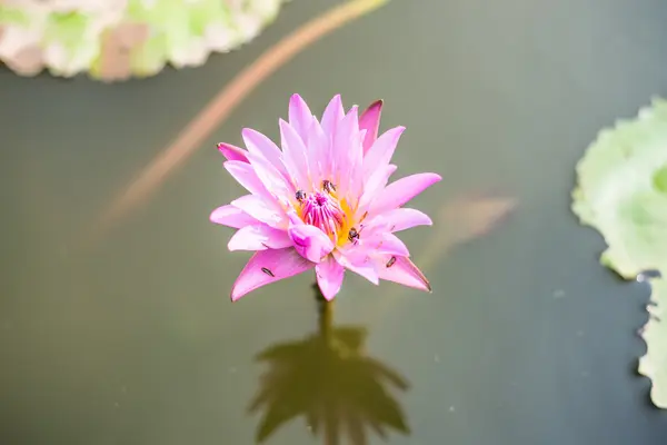 Красивий рожевий ставок лотоса в природному . — стокове фото