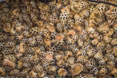 Benekli babylon kabuklu deniz ürünleri Üstten Görünüm