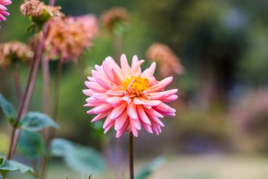 Çiçek ekimi Royal Ratchaphruek Park