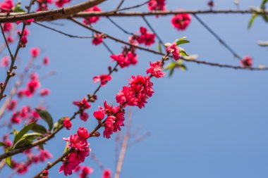 Sakura pembe Tayland
