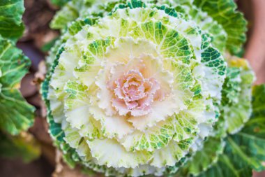 Dekoratif dekoratif lahana closeup