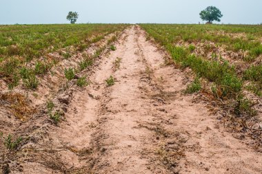Tayland Cassava veya manyok bitkiler alanında