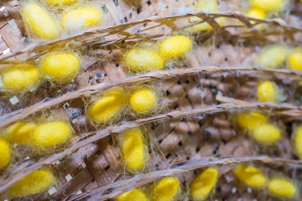 Grupo de nidos de capullos de gusanos de seda —  Fotos de Stock