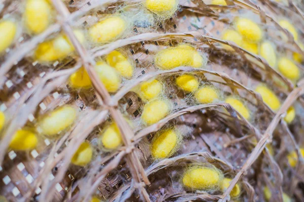 Grupo de nidos de capullos de gusanos de seda — Foto de Stock