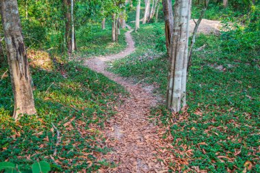 parkta doğal yürüme yolu