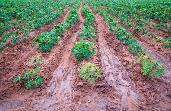 Ladang perkebunan singkong di ThaiIand . — Stok Foto