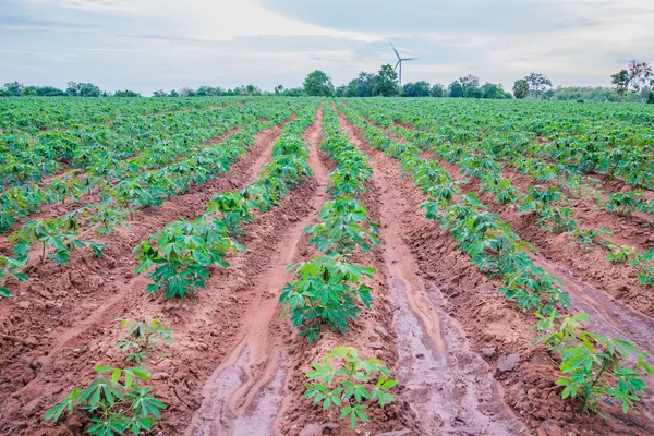 Ladang perkebunan singkong di ThaiIand . — Stok Foto