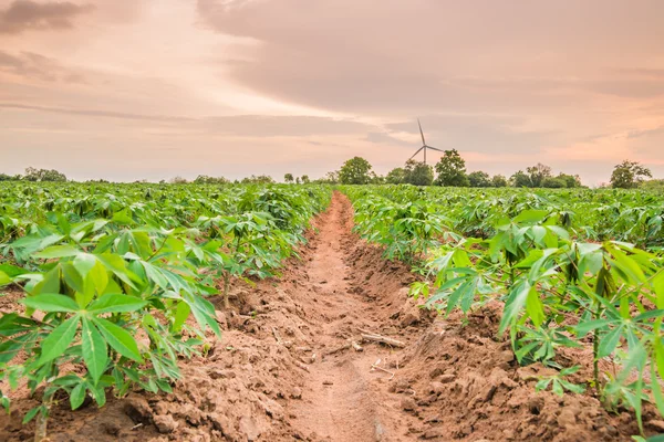 Ladang perkebunan singkong di ThaiIand . — Stok Foto