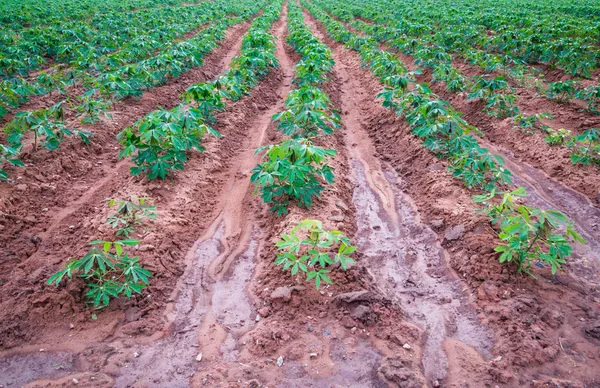 Ladang perkebunan singkong di ThaiIand . — Stok Foto