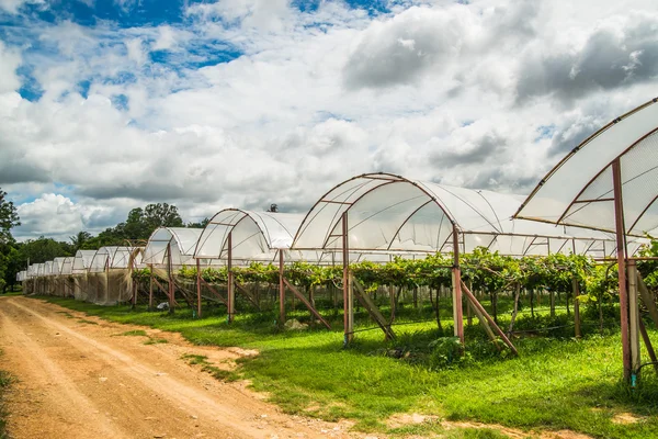 Pertanian anggur di pedesaan Thailand. . — Stok Foto