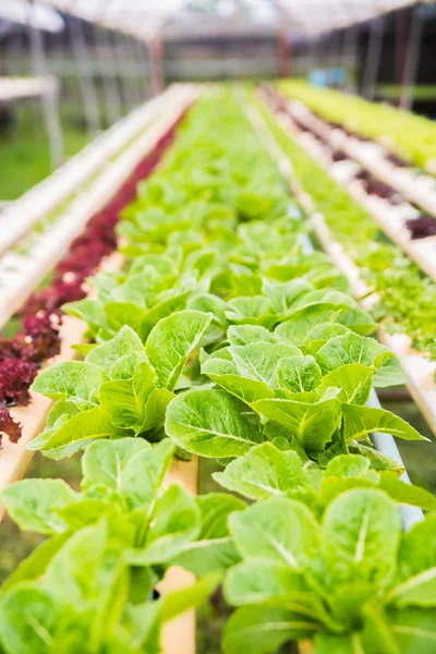 Granja ecológica de cultivo de hortalizas hidropónicas —  Fotos de Stock