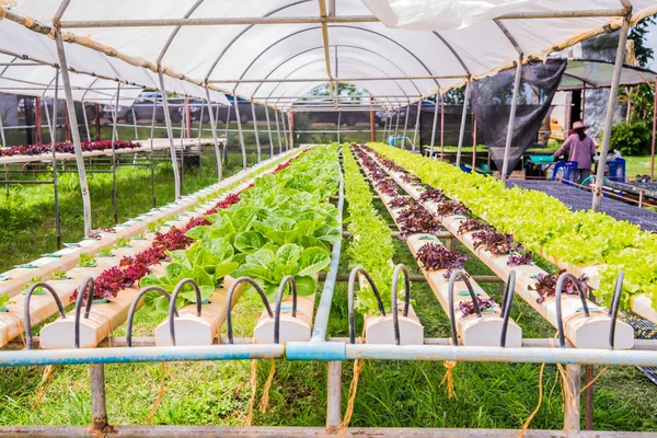 Biologischer Gemüseanbau mit Hydrokultur — Stockfoto