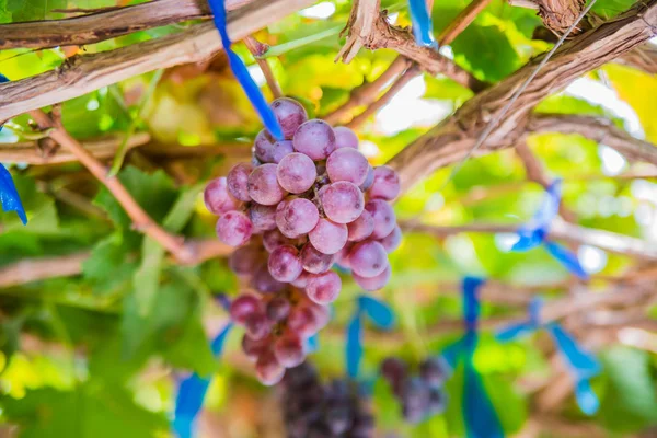 Vendemmia autunnale vigneti. Uve mature in autunno . — Foto Stock