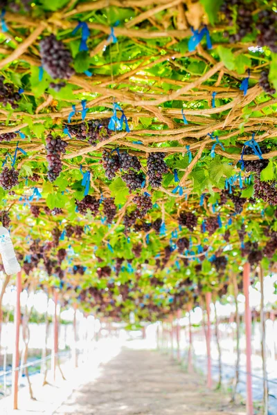 Виноградники осенний урожай. Спелые виноград осенью . — стоковое фото
