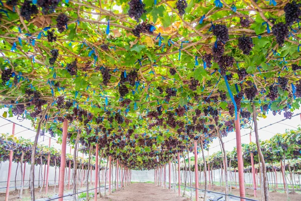 Weinberge Herbsternte. reife Trauben im Herbst. — Stockfoto