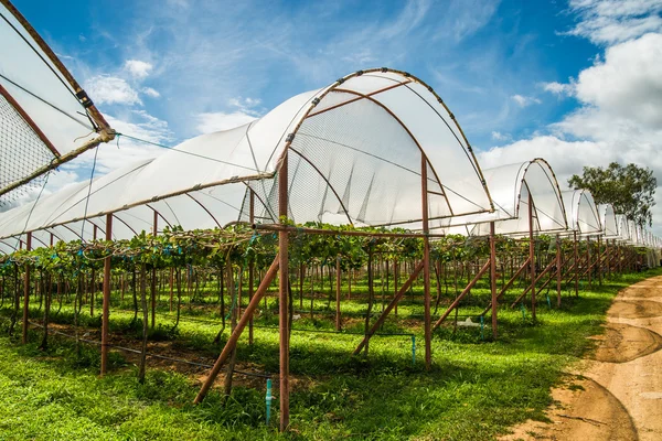 Виноградний фермі в районі у Таїланді. — стокове фото
