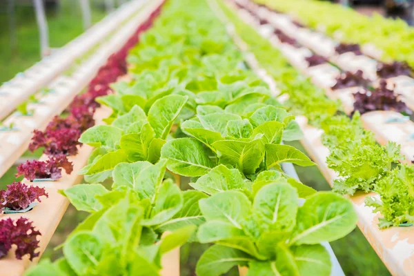 Organik tanaman sayur hidroponik pertanian — Stok Foto