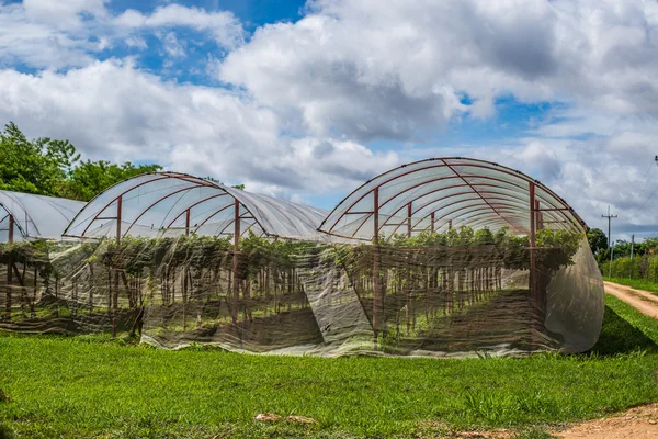 Weinbaubetrieb auf dem Land in Thailand. — Stockfoto