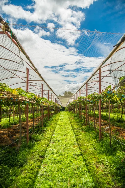 Виноградний фермі в районі у Таїланді. — стокове фото