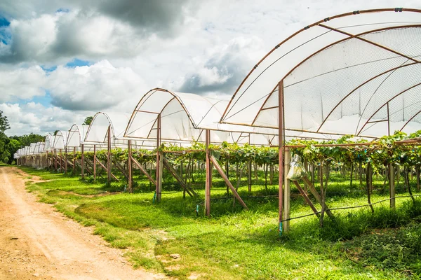 Pertanian anggur di pedesaan Thailand. . — Stok Foto