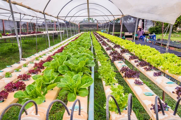Organik hidroponik sebze yetiştirme çiftliği — Stok fotoğraf