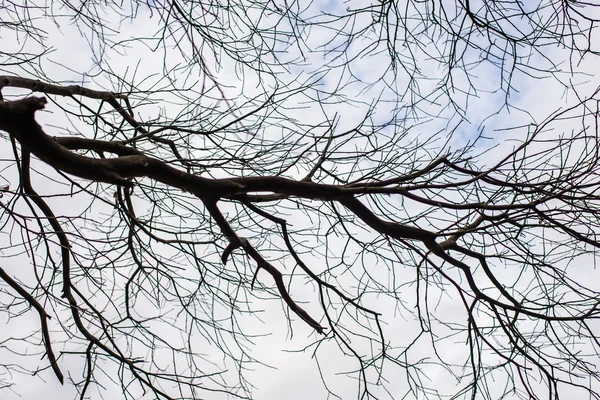 Branches nues d'un arbre — Photo