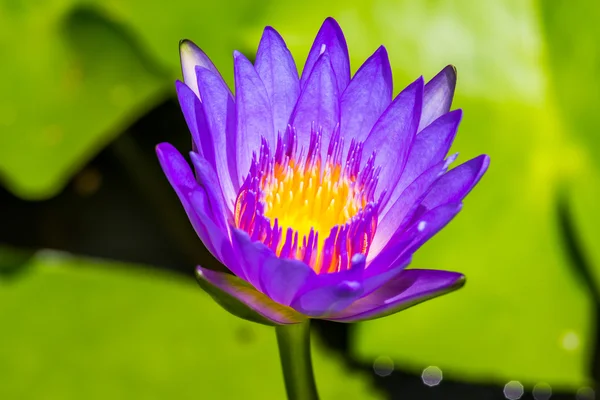 Lotus фіолетова квітка крупним планом — стокове фото