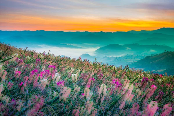 Moktawan Najbardziej Spektakularny Widok Morze Mgły Prowincji Tak Tajlandia — Zdjęcie stockowe
