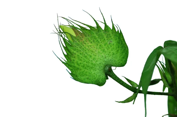 Cotton flower with white background. — Stock Photo, Image