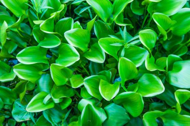 su nehirde under sümbül