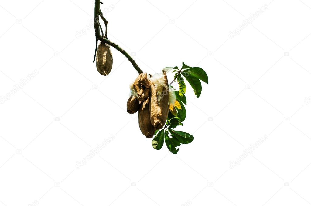 kapok on tree with white background