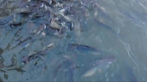 Peces de río en la naturaleza — Vídeo de stock