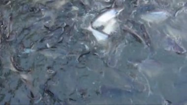 Akarsu balığıdır doğada