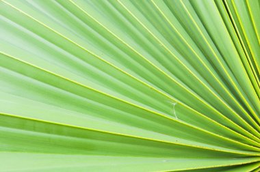 Yeşil şeker palmiye yaprağı