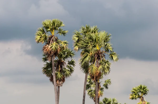 Sugar palm trees sky background. — Stock Photo, Image