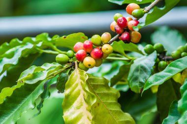 Kahve çekirdekleri ağaç plantasyonda olgunlaşma