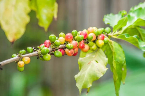 Kahve çekirdekleri ağaç plantasyonda olgunlaşma