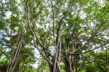 Büyük ağaç gövdesi güneşli öğleden sonra