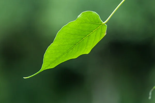 Texture verte de feuille de bodhi — Photo